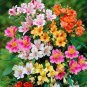 100 SEEDS Alstroemeria  Peruvian Lily Alstroemeria Inca Bandit Flower Mix