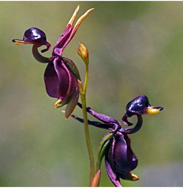 100 SEEDS Caleana Major Flying Duck Orchid Flowers