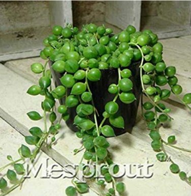 100 SEEDS Round Pearl Chlorophytum  Beads  Absorb Formaldehyde