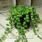 100 SEEDS Round Pearl Chlorophytum  Beads  Absorb Formaldehyde