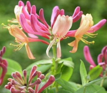 20 SEEDS Cape Honeysuckle (tecomaria Capensis) Fresh Exotic Flower