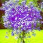 100 SEEDS Plumbago Auriculata  Exotic Perennial Flowers T1