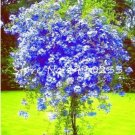 101 SEEDS Plumbago Auriculata  Exotic Perennial Flowers T1