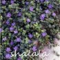 100 SEEDS Vinca  Flower Mix Cover Behind House Jardin Perennial Flowers
