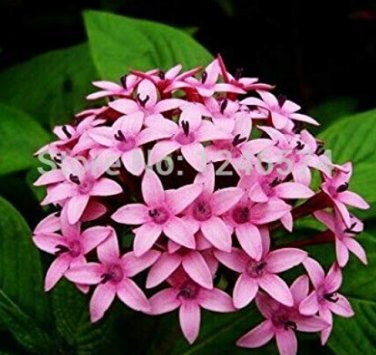 Pentas Lanceolata Flower  50 SEEDS Starry Flowers  Purify