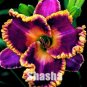 Unique 50 SEEDS Daylilies Hemerocallis Fulva Day