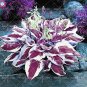 100 SEEDS Colorful hosta seeds Indoor  flower seeds Coleus genus