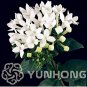 50 SEEDS French Bouvardia Longiflora Flower Shrub Bush MIX