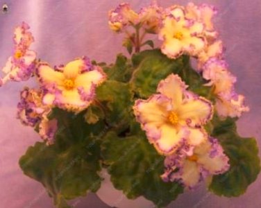 50 SEEDS Mini Violet African Violet Garden LY