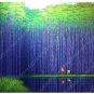 20 SEEDS Perennial Bamboo  Fresh Giant T2