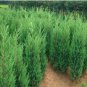 100 SEEDS Microbiota Decussata, Siberian Carpet Cypress, Arborvitae Flower     Garden