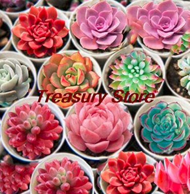 200 SEEDS Exotic Mini Succulent Cactus