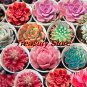 200 SEEDS Exotic Mini Succulent Cactus