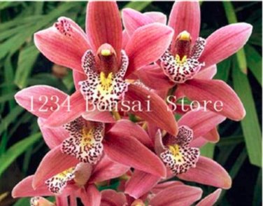 100 SEEDS  Cymbidium Orchid  African Cymbidiums Flores,Phalaenopsis  Flower