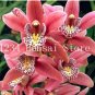 100 SEEDS  Cymbidium Orchid  African Cymbidiums Flores,Phalaenopsis  Flower