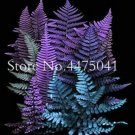 150 SEEDS 24 Kinds  Fern,  Garden Creeper Vines Grass Mixed T3