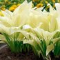 100 SEEDS  Hosta Mixed  Jardin Perennials Lily Flower Pot White Lace  Ground Cover  Grass: 11