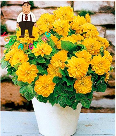 100 SEEDS Dahlia Flower Dahlia  Charming Flower s High Germination 2