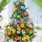 100 SEEDS Climbing Flowers Black-Eyed Susan  Thunbergia Alata Flower