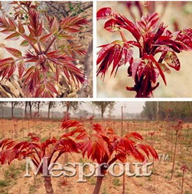 Organic Toona Sinensis  100 SEEDS