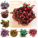 100 SEEDS Fittonia Verschaffeltii  Mini Easy ing Balcony Fun Indoor Flowers