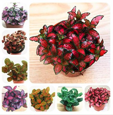 100 SEEDS Fittonia Verschaffeltii  Mini Easy ing Balcony Fun Indoor Flowers