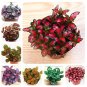 100 SEEDS Fittonia Verschaffeltii  Mini Easy ing Balcony Fun Indoor Flowers