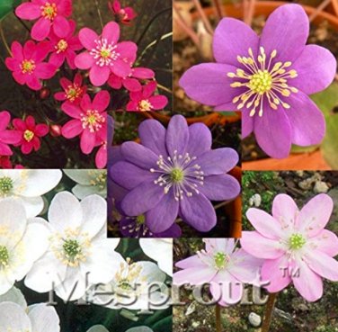 100 SEEDS Hepatica Nolilis  Flower Beautiful