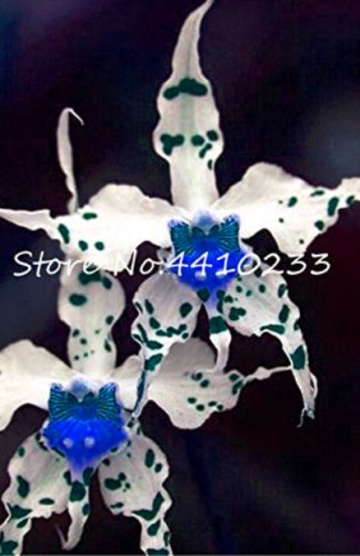 100 SEEDS Unique Black Cymbidium Faberi Flower