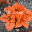 100 SEEDS Beautiful Hosta Perennials Lily Flower Shade Hosta Flower
