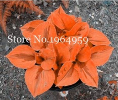 100 SEEDS Beautiful Hosta Perennials Lily Flower Shade Hosta Flower