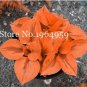 100 SEEDS Beautiful Hosta Perennials Lily Flower Shade Hosta Flower