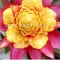 50 SEEDS  Pink Bromeliad Tillandsia Bulbosai, Lazy s Mini Cactus Pot Natural Growth Succulent