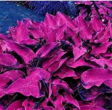 100 SEEDS Mixed Hosta  Jardin Perennials Lily Flower Pot  White Lace