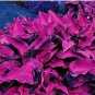 100 SEEDS Mixed Hosta  Jardin Perennials Lily Flower Pot  White Lace