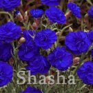 200 SEEDS Mini Carnations  Balcony Dianthus Caryophyllus Mother Flower T2
