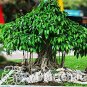 5 SEEDS Peepal Ficus Religiosa  Family Moraceae Perennial Sacred Fig  Semi