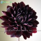 100 SEEDS Gorgeous Dahlia Flower (Not Dahlia Bulbs) T2