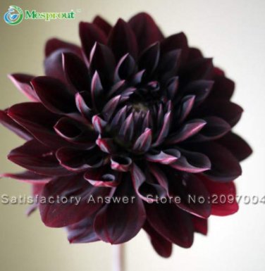 100 SEEDS Gorgeous Dahlia Flower (Not Dahlia Bulbs) T2