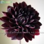100 SEEDS Gorgeous Dahlia Flower (Not Dahlia Bulbs) T2