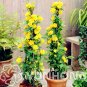 50 SEEDS Garden Flower Kerria Japonica Sophora
