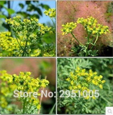 10SEEDS Rue Lithuanian Flowers can Drive Flies, Vanilla Flowers