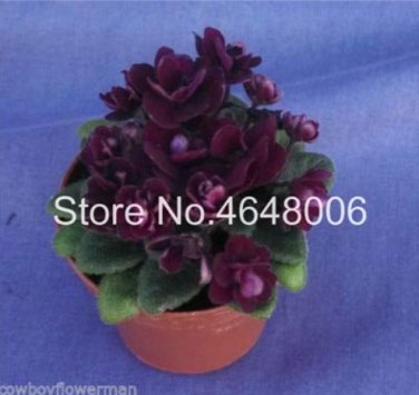 100 SEEDS Mini Violet Beautiful  Flower, African Red Purple Mini Sky Blue Violet 7