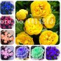 10 SEEDS Peony Flower  Garden and  s Paeonia Suffruticosa Tree