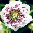 100 SEEDS Unique Mixed Colors Japanese T1