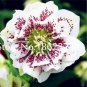 100 SEEDS Unique Mixed Colors Japanese T1