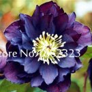 100 SEEDS Unique Mixed Colors Japanese T2