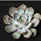 Health and Stone Flowers and Succulents Such Sedum 100 SEEDS