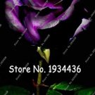 Osiria Rose Gorgeous Flower,Abracadabra Rose Lover Rose Seed ing, Holland 100 SEEDS