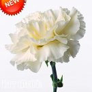 200 SEEDS White Carnation Courtyard Garden Roof s Dianthus Caryophyllus Flower